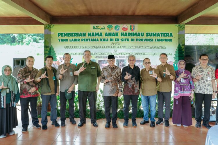 Gubernur Rahmat Mirzani Djausal Perkenalkan Anak Harimau Sumatera Bernama Puspa dan Muli Sikop di Taman Satwa Lembah Hijau, Minimnya Populasi Membuat Konservasi Satwa Liar Kian Mendesak
