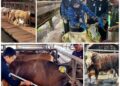 Penjualan Sapi Kurban Lampung 2026 Naik 40,15 Persen, Domba Melonjak 121,76 Persen