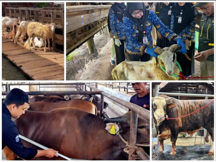 Penjualan Sapi Kurban Lampung 2026 Naik 40,15 Persen, Domba Melonjak 121,76 Persen