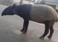 Heboh, Kemunculan Satwa Dilindungi Tapir di Kawasan Register 45 Mesuji