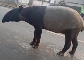 Heboh, Kemunculan Satwa Dilindungi Tapir di Kawasan Register 45 Mesuji