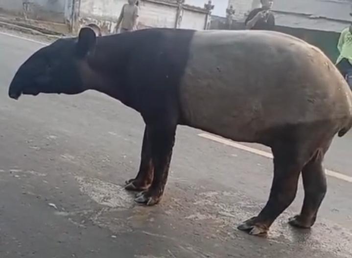 Heboh, Kemunculan Satwa Dilindungi Tapir di Kawasan Register 45 Mesuji
