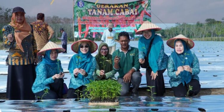 Melalui Program CSR BI, Pemkab Tubaba Kendalikan Inflasi Tanam Cabai
