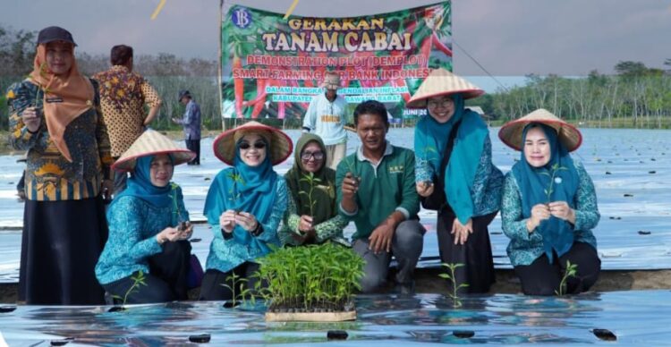 Melalui Program CSR BI, Pemkab Tubaba Kendalikan Inflasi Tanam Cabai