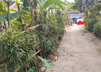 Berdiri dekat Kandang Sapi, Dapur MBG ini nekat beroperasi