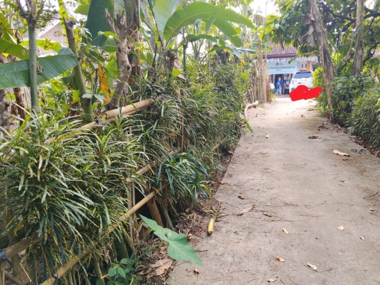 Berdiri dekat Kandang Sapi, Dapur MBG ini nekat beroperasi