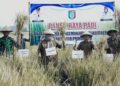 Wabup Pringsewu Panen Raya di Wonosari, Pemkab Terus Dukung Sektor Pertanian