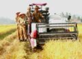 Bupati Pringsewu Panen Raya Corporate Farming di Pekon Pujodadi