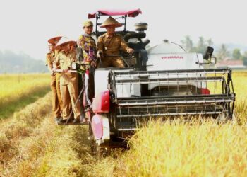 Bupati Pringsewu Panen Raya Corporate Farming di Pekon Pujodadi