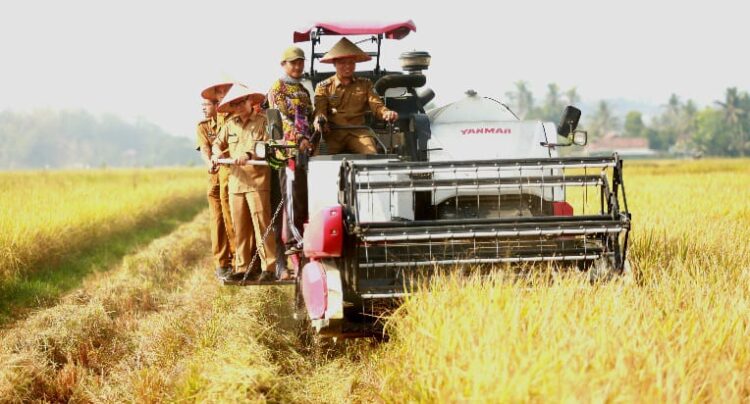 Bupati Pringsewu Panen Raya Corporate Farming di Pekon Pujodadi
