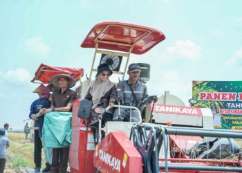 Kemarau Panjang, Bupati Mesuji Panen Raya Padi, Per hektare Tembus Hingga 8 Ton